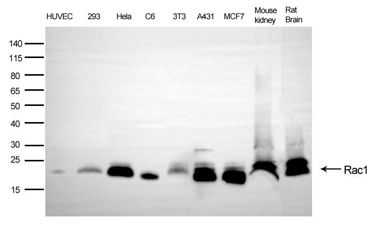 Rac1 Antibody