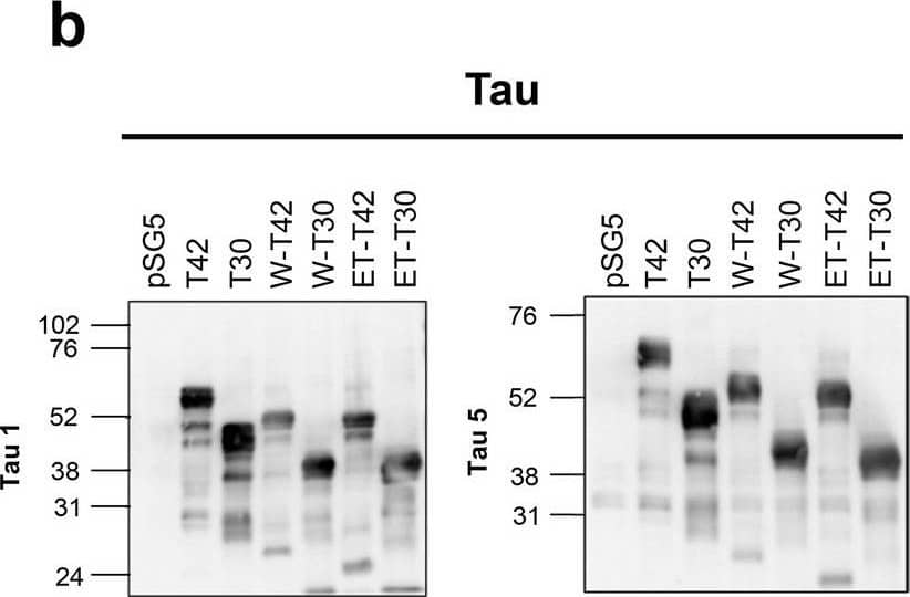 Tau Antibody - BSA Free