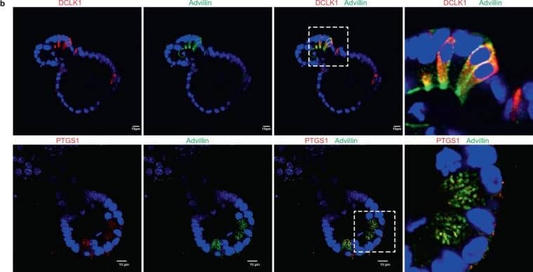 COX-1 Antibody