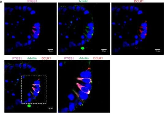 COX-1 Antibody