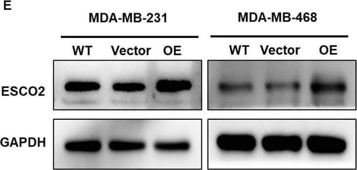 ESCO2 Antibody - BSA Free