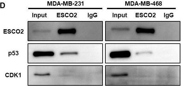 ESCO2 Antibody - BSA Free