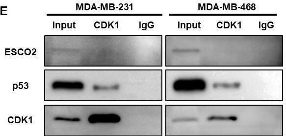 ESCO2 Antibody - BSA Free
