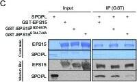 EPS15R Antibody