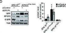 EPS15R Antibody