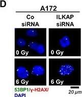 53BP1 Antibody - BSA Free