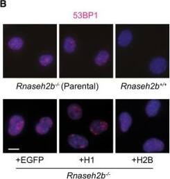 53BP1 Antibody - BSA Free