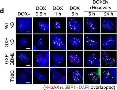 53BP1 Antibody - BSA Free