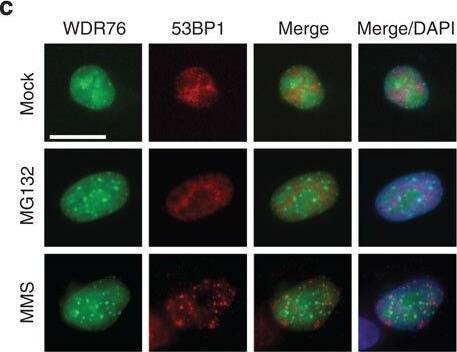 53BP1 Antibody - BSA Free