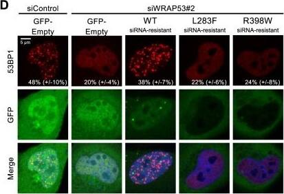 53BP1 Antibody - BSA Free