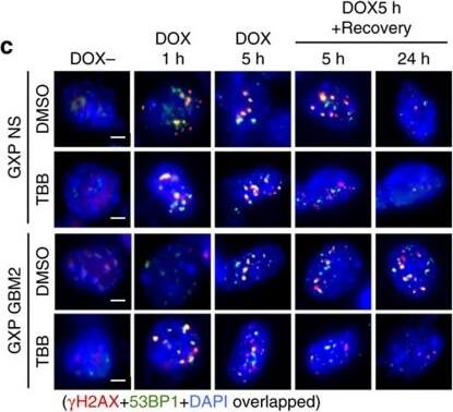 53BP1 Antibody - BSA Free