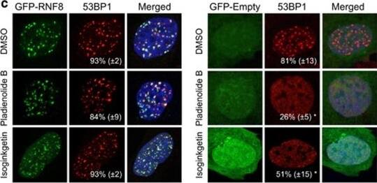53BP1 Antibody - BSA Free