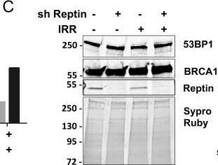 53BP1 Antibody - BSA Free