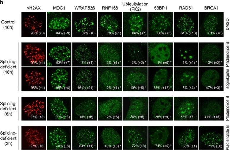 53BP1 Antibody - BSA Free