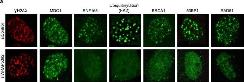53BP1 Antibody - BSA Free