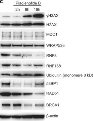 53BP1 Antibody - BSA Free