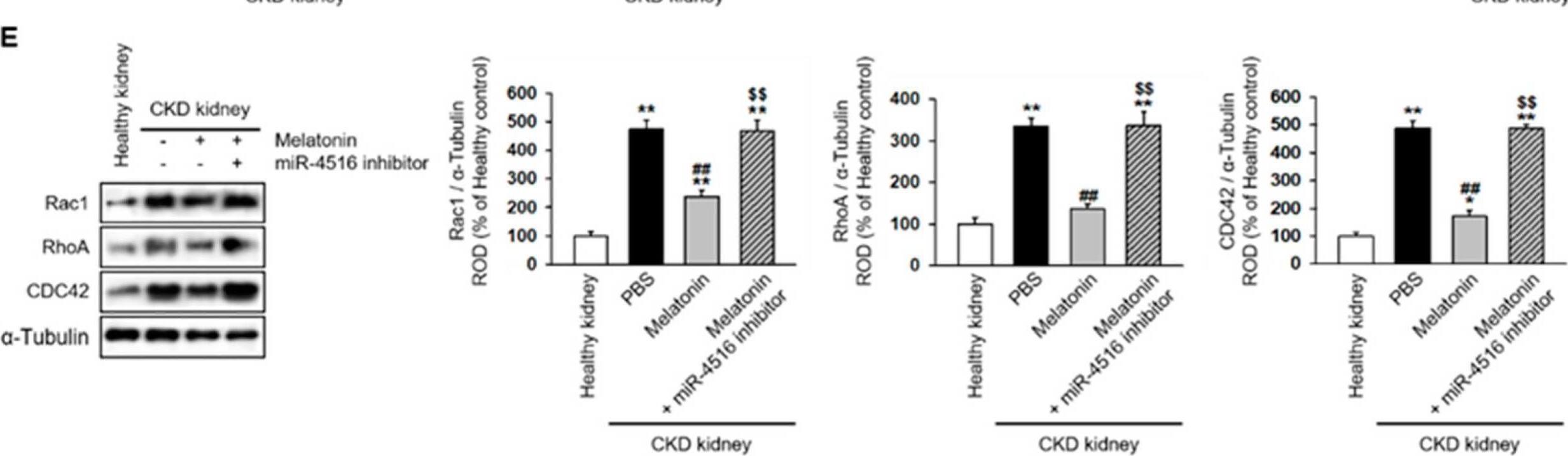 Rac1 Antibody