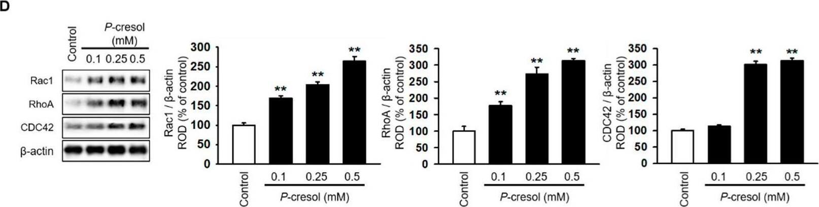 RhoA Antibody