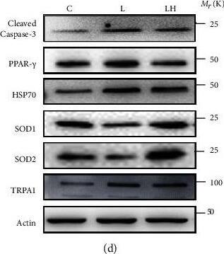 TRPA1 Antibody
