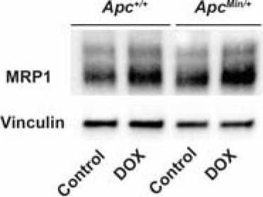 APC Antibody - BSA Free