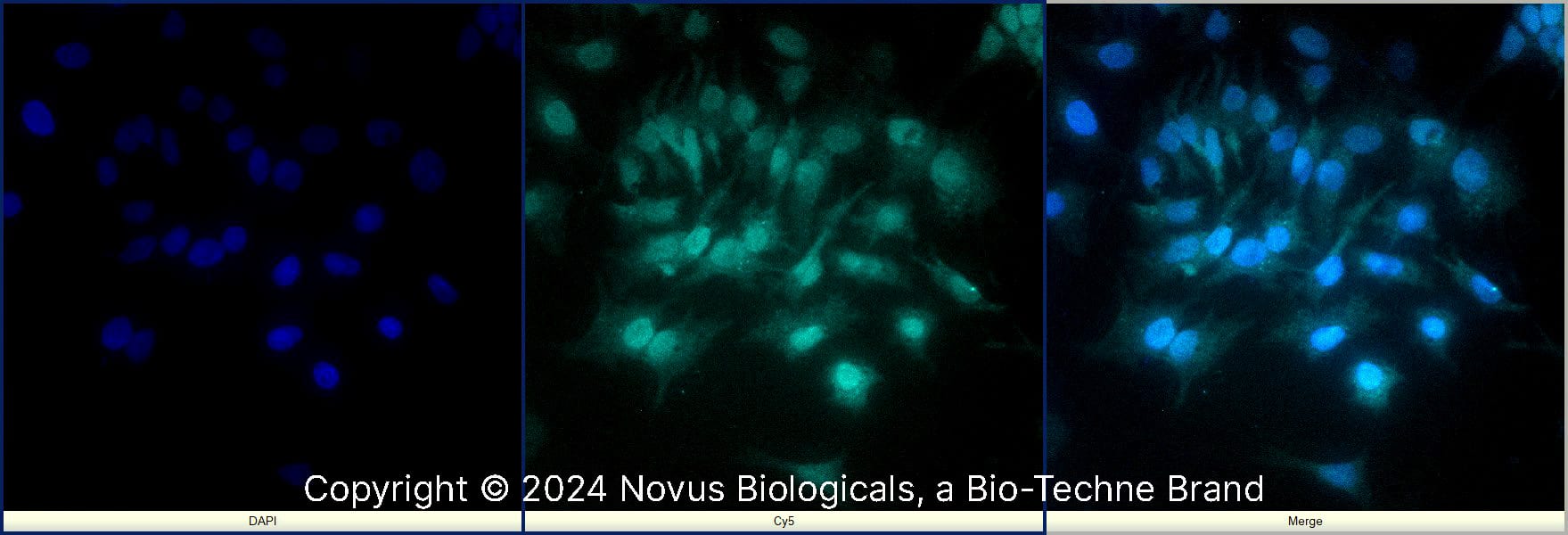 EGR2 Antibody [Alexa Fluor® 647]