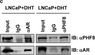 PHF8 Antibody