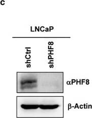 PHF8 Antibody
