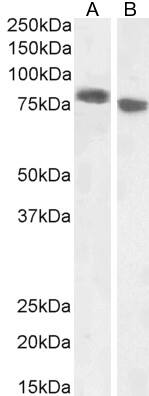 EPB41L5 Antibody