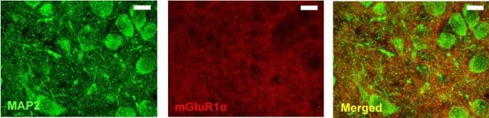 mGluR1 Antibody - BSA Free