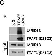 Lysine (K)-specific Demethylase 5B/KDM5B/JARID1B Antibody - BSA Free