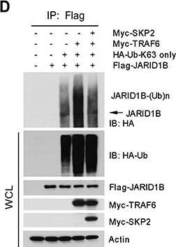 Lysine (K)-specific Demethylase 5B/KDM5B/JARID1B Antibody - BSA Free