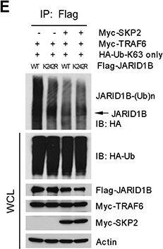 Lysine (K)-specific Demethylase 5B/KDM5B/JARID1B Antibody - BSA Free