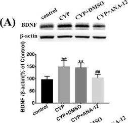 BDNF Antibody