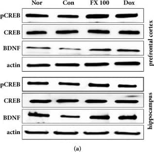 BDNF Antibody