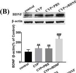 BDNF Antibody