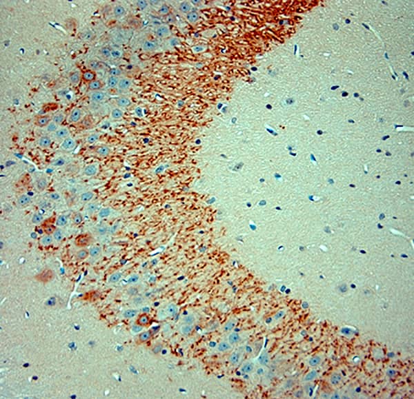 proBDNF Antibody - Azide and BSA Free Immunohistochemistry-Paraffin: proBDNF Antibody - Azide and BSA Free [NB100-98756]