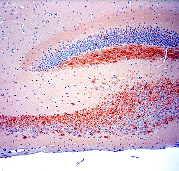 proBDNF Antibody - Azide and BSA Free Immunohistochemistry-Paraffin: proBDNF Antibody - Azide and BSA Free [NB100-98756]