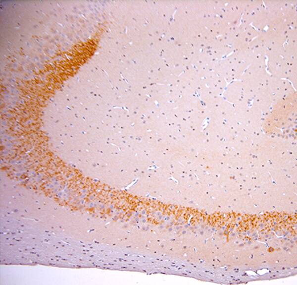 proBDNF Antibody - Azide and BSA Free Immunohistochemistry-Paraffin: proBDNF Antibody - Azide and BSA Free [NB100-98756]