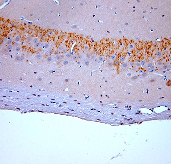 proBDNF Antibody - Azide and BSA Free Immunohistochemistry-Paraffin: proBDNF Antibody - Azide and BSA Free [NB100-98756]