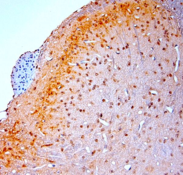 proBDNF Antibody - Azide and BSA Free Immunohistochemistry-Paraffin: proBDNF Antibody - Azide and BSA Free [NB100-98756]