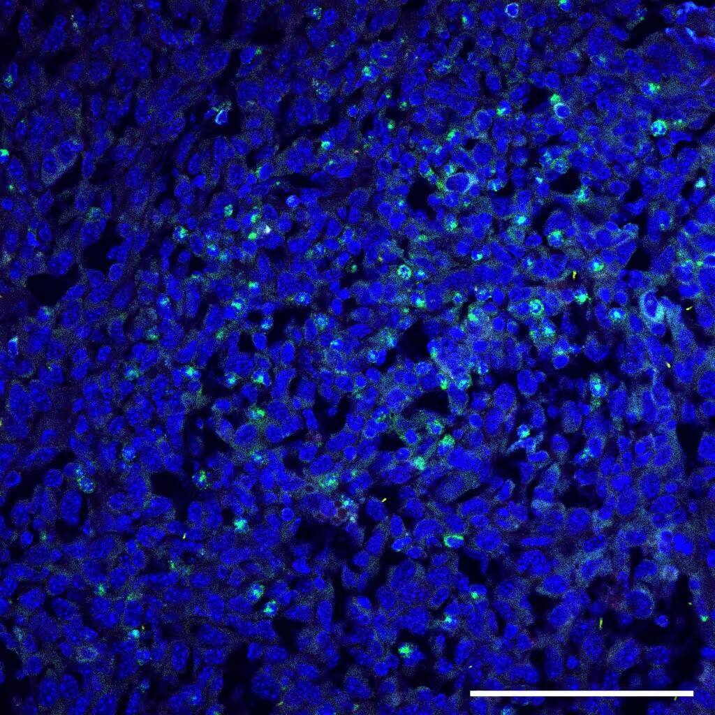 Salmonella typhimurium Antibody (1E6cc) [Alexa Fluor® 488]