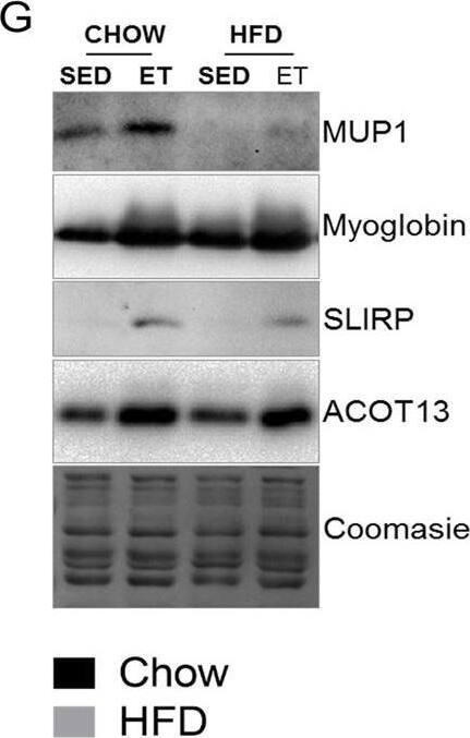 SLIRP Antibody - BSA Free