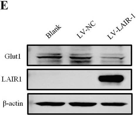 Glut1 Antibody - BSA Free