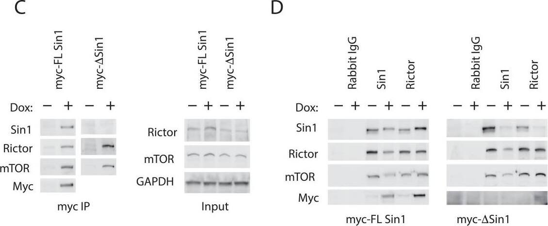Sin1/MAPKAP1 Antibody