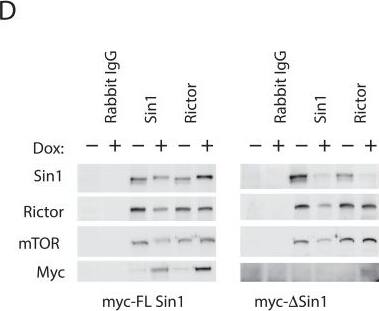 Sin1/MAPKAP1 Antibody