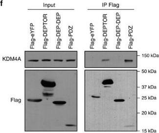 Lysine (K)-specific Demethylase 4A/KDM4A/JMJD2A Antibody