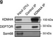 Lysine (K)-specific Demethylase 4A/KDM4A/JMJD2A Antibody