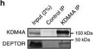 Lysine (K)-specific Demethylase 4A/KDM4A/JMJD2A Antibody