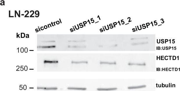 USP15 Antibody