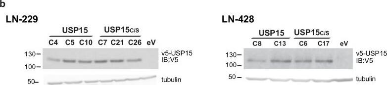 USP15 Antibody